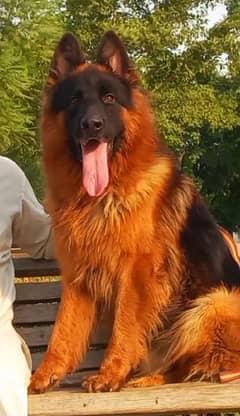 Red N Black German shepherd Huge king size pedigree Male
