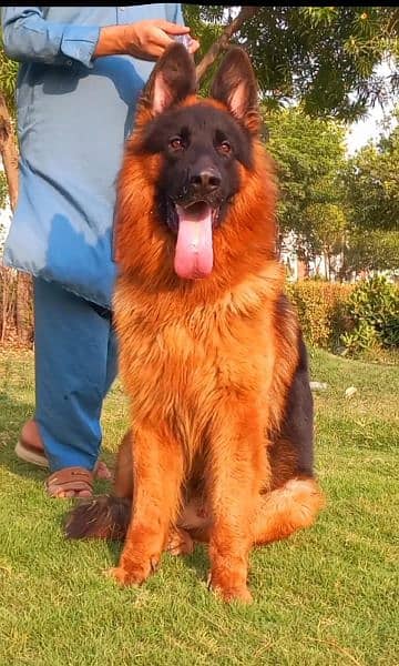 Red N Black German shepherd Huge king size pedigree Male 1