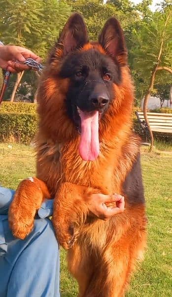 Red N Black German shepherd Huge king size pedigree Male 2