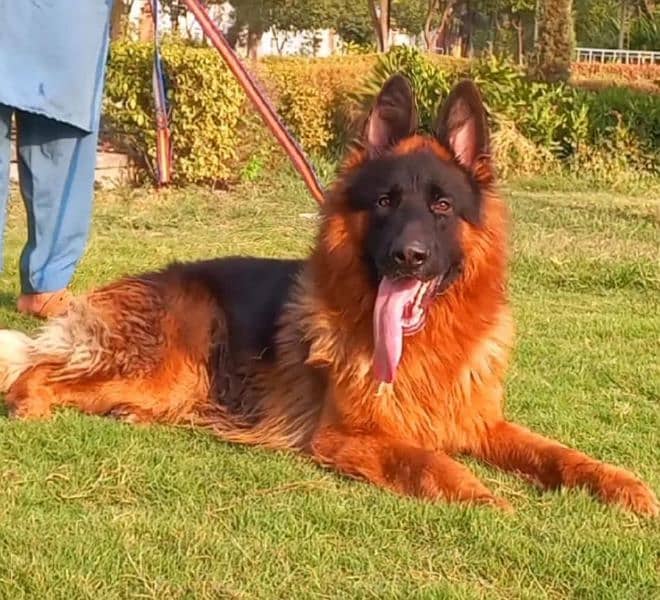 Red N Black German shepherd Huge king size pedigree Male 3