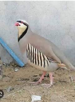 Chand Chakor (National bird)
