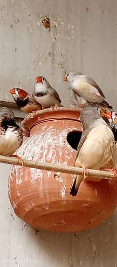 20 Pair Mutation finches for sale 0