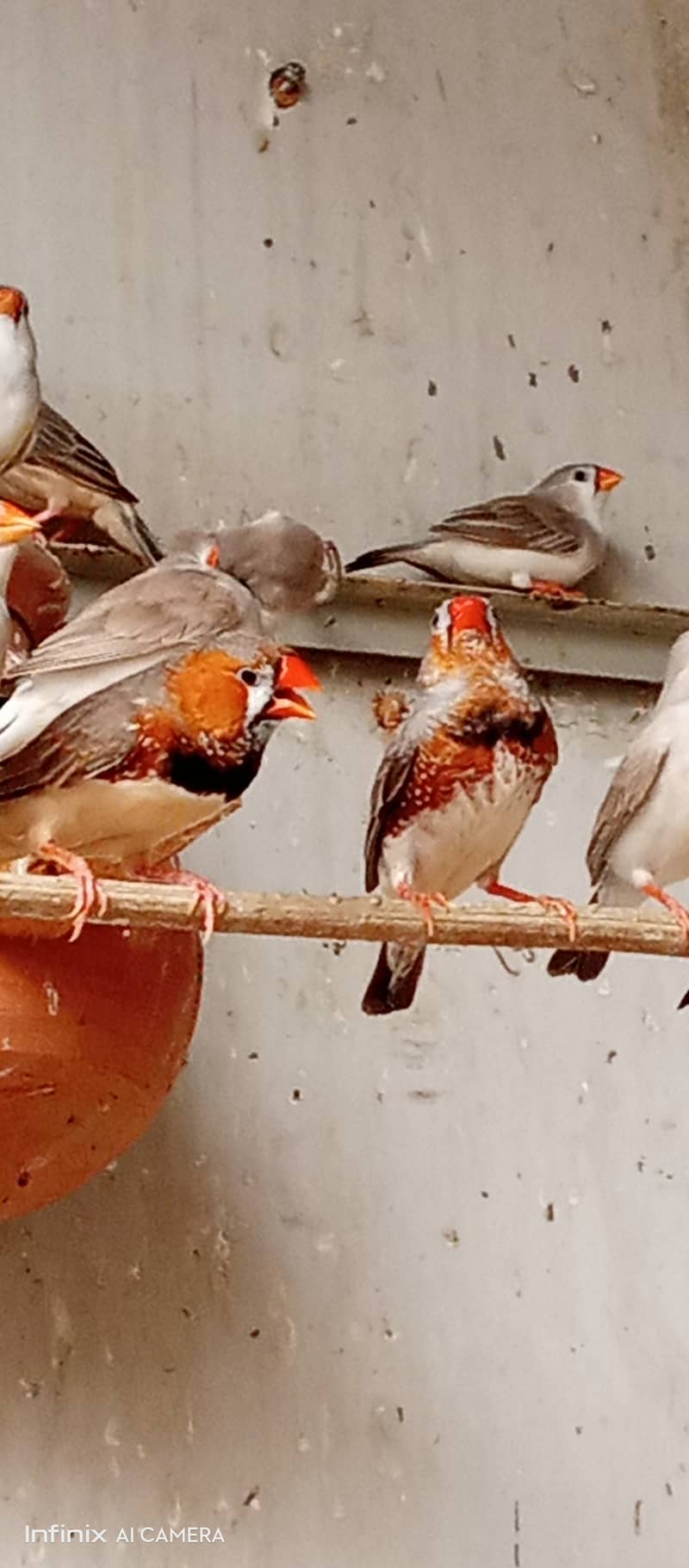 20 Pair Mutation finches for sale 1