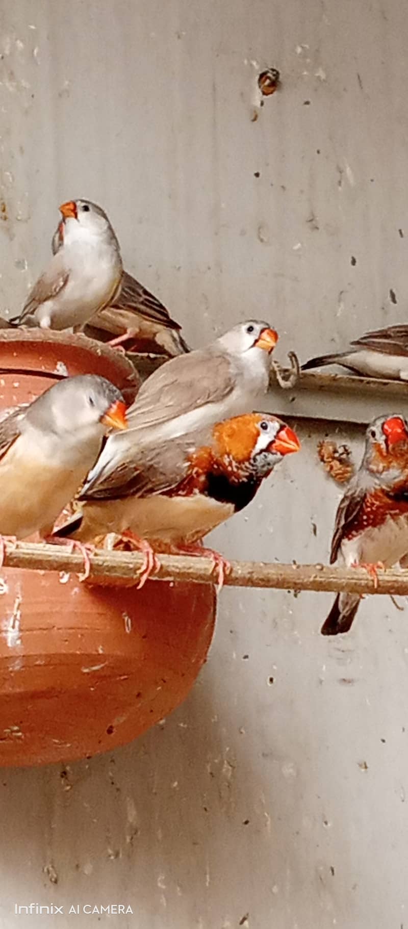 20 Pair Mutation finches for sale 2