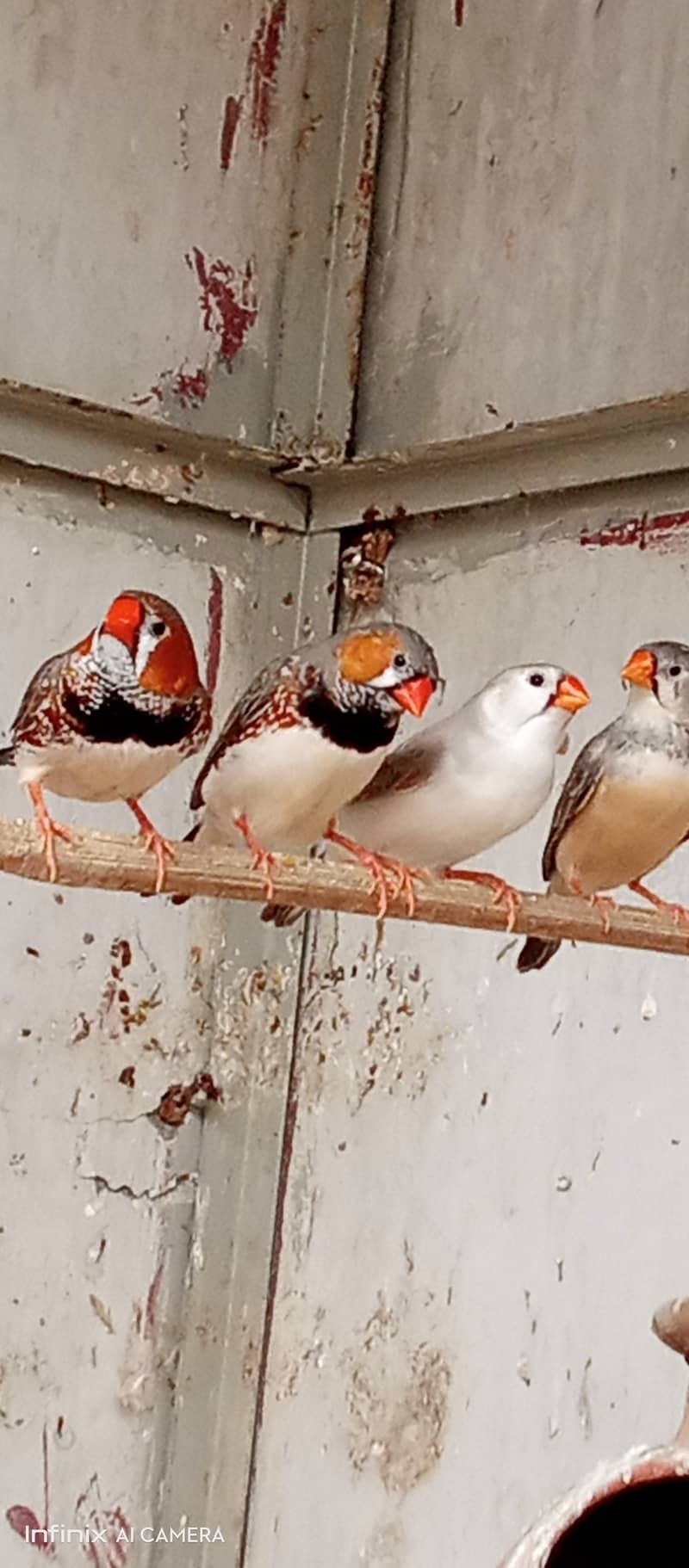 20 Pair Mutation finches for sale 4