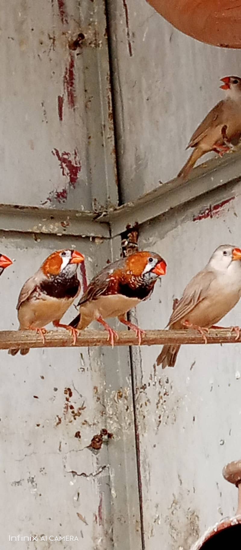 20 Pair Mutation finches for sale 5