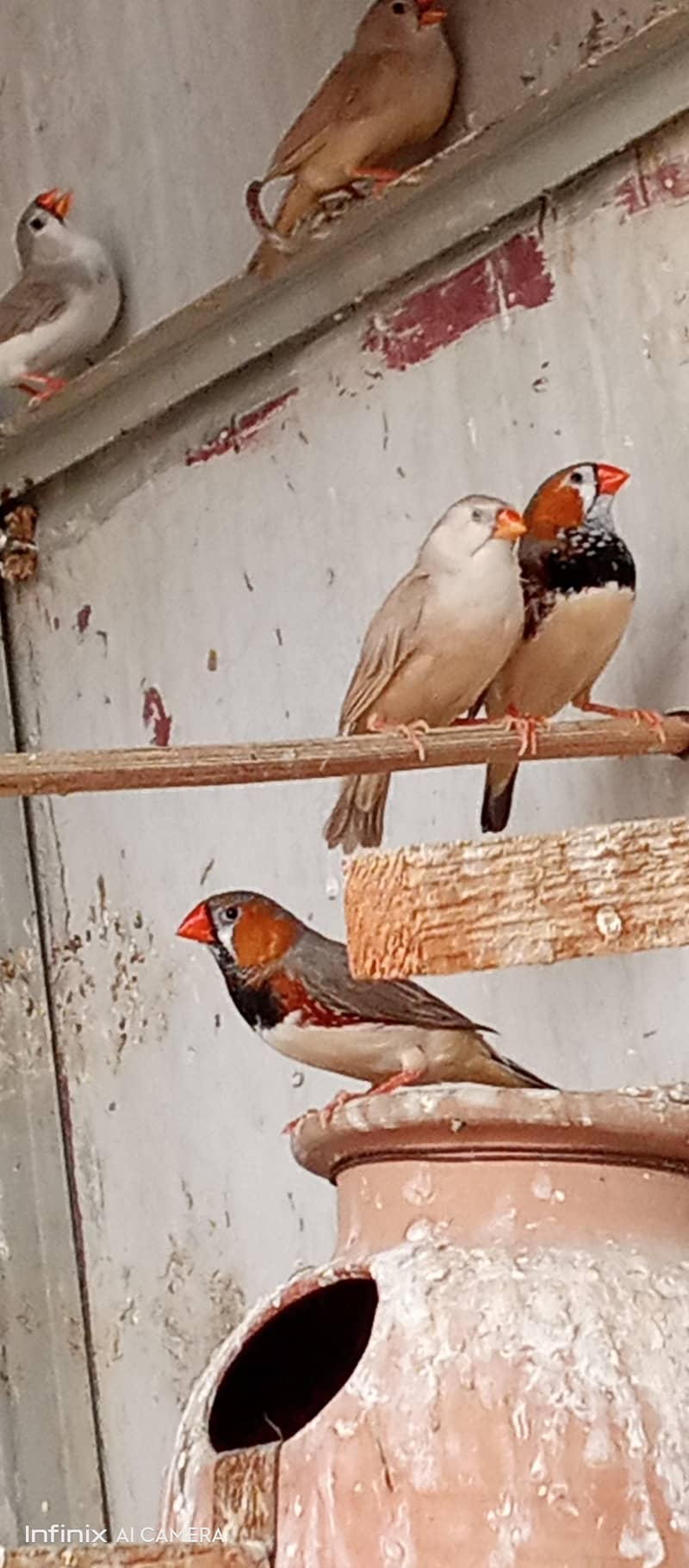 20 Pair Mutation finches for sale 8