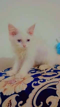 kitten for sale Himalayan 6.5k price