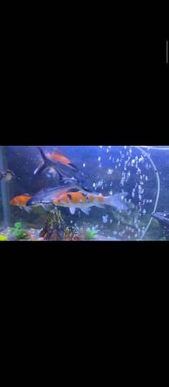 Imported Japanese koi for sale