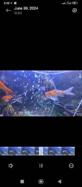 Imported Japanese koi for sale 1
