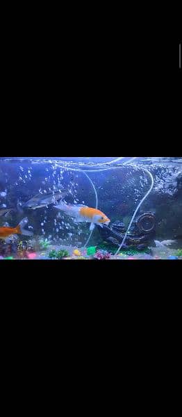 Imported Japanese koi for sale 2