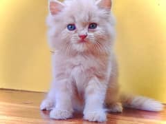 Triple coated persian kittens for sale / Gray , Fawn cat for sale 0