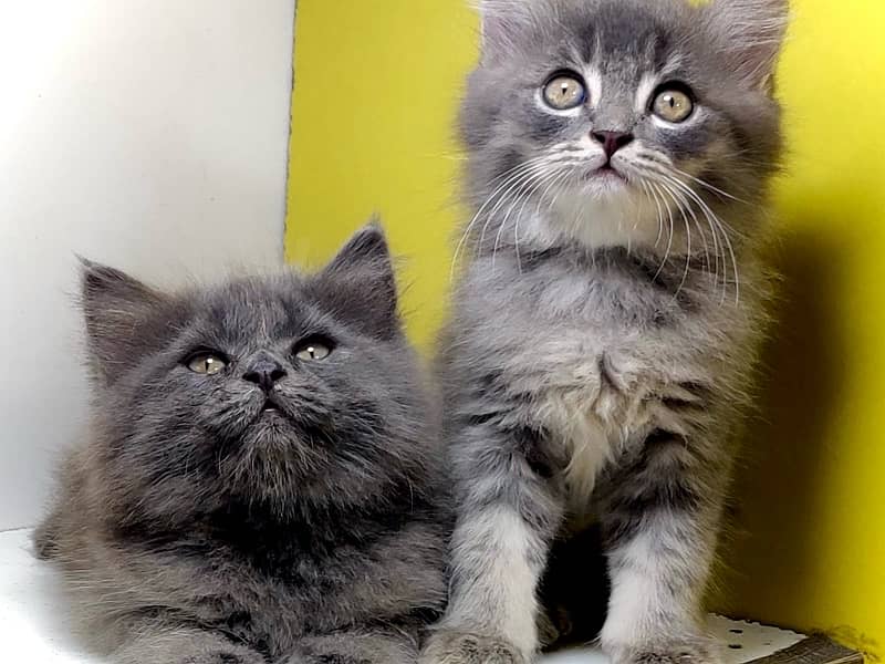 Triple coated persian kittens for sale / Gray , Fawn cat for sale 1
