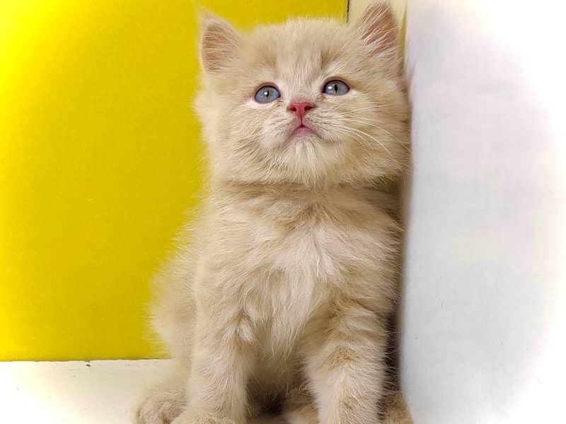 Triple coated persian kittens for sale / Gray , Fawn cat for sale 2