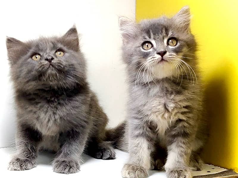 Triple coated persian kittens for sale / Gray , Fawn cat for sale 3