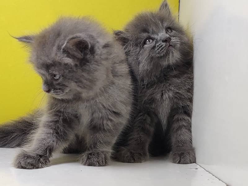Triple coated persian kittens for sale / Gray , Fawn cat for sale 4