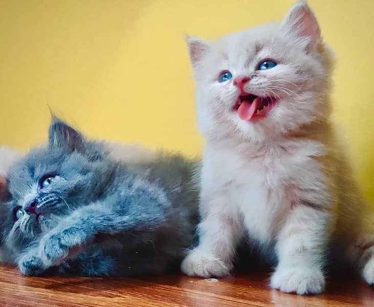 Triple coated persian kittens for sale / Gray , Fawn cat for sale 5