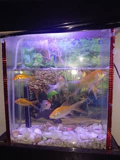 7 big fishes with aquarium