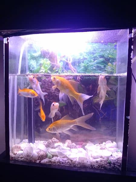 7 big fishes with aquarium 1