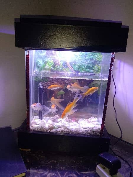 7 big fishes with aquarium 2