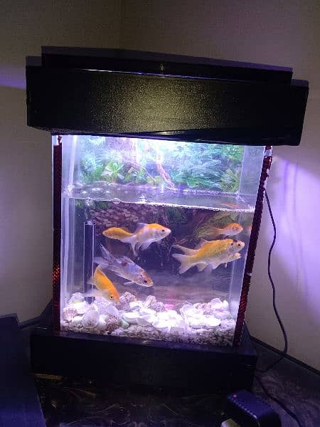 7 big fishes with aquarium 3