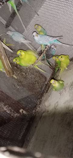 20 Australian Parrot's are Looking for New Shelter.