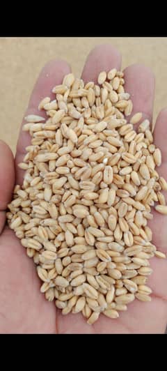 Wheat,