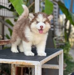 siberian husky male puppy  available for sale 0