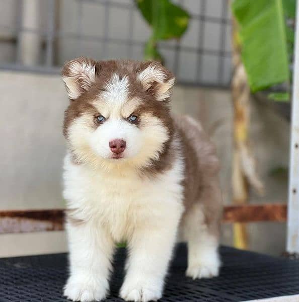 siberian husky male puppy  available for sale 3