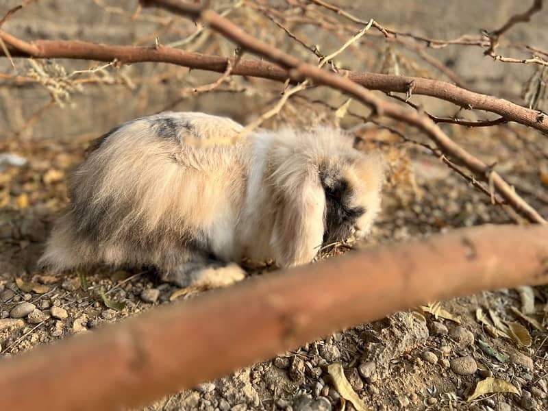 Imported Lionhead Dwarf rabbits 0