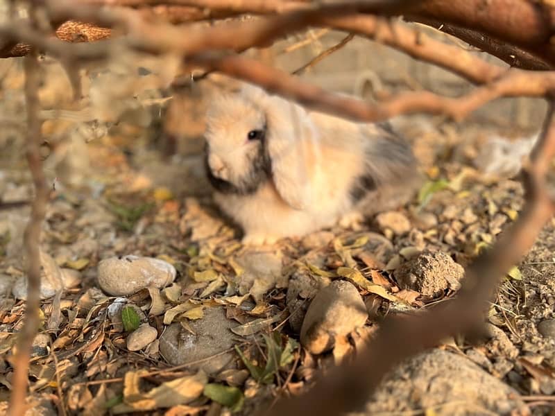 Imported Lionhead Dwarf rabbits 1