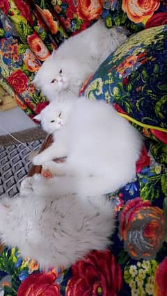 Persian Cats For sell