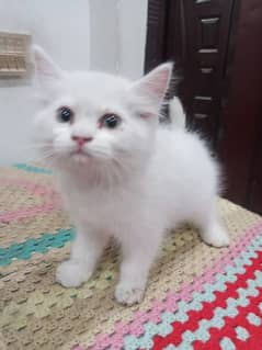 persion cat