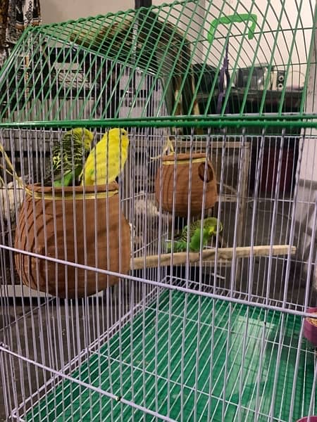 4 Pure Austrailian Parrot, 100% Original Breeding Pair with High Cage 1