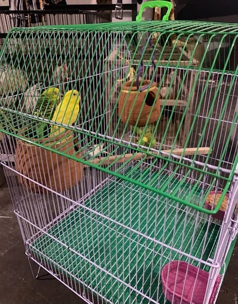 4 Pure Austrailian Parrot, 100% Original Breeding Pair with High Cage 2