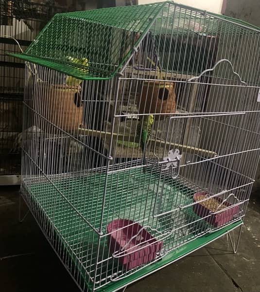 4 Pure Austrailian Parrot, 100% Original Breeding Pair with High Cage 6