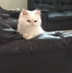 Pure Persian female cat