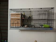 5 lovebirds with cage and 2 box 1 pair of cocktail breeder pair 0