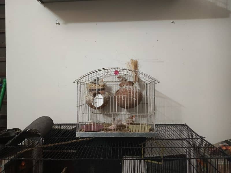 5 lovebirds with cage and 2 box 1 pair of cocktail breeder pair 1