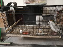 5 lovebirds with cage and 2 box 1 pair of cocktail breeder pair