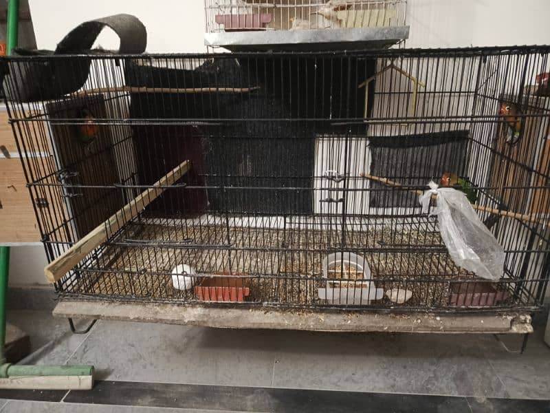 5 lovebirds with cage and 2 box 1 pair of cocktail breeder pair 2