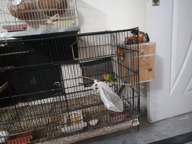 5 lovebirds with cage and 2 box 1 pair of cocktail breeder pair 3