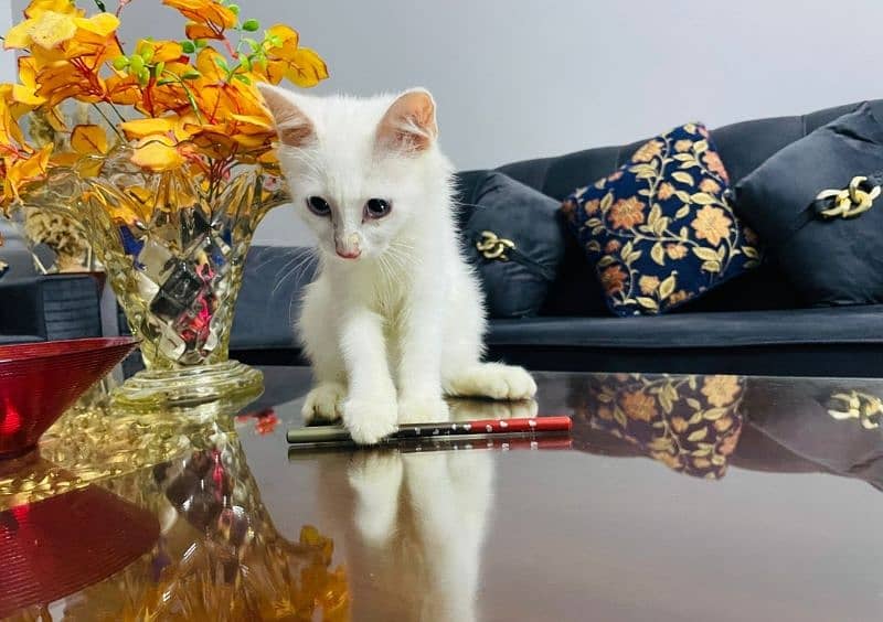 Persian Kitten Doll face 1