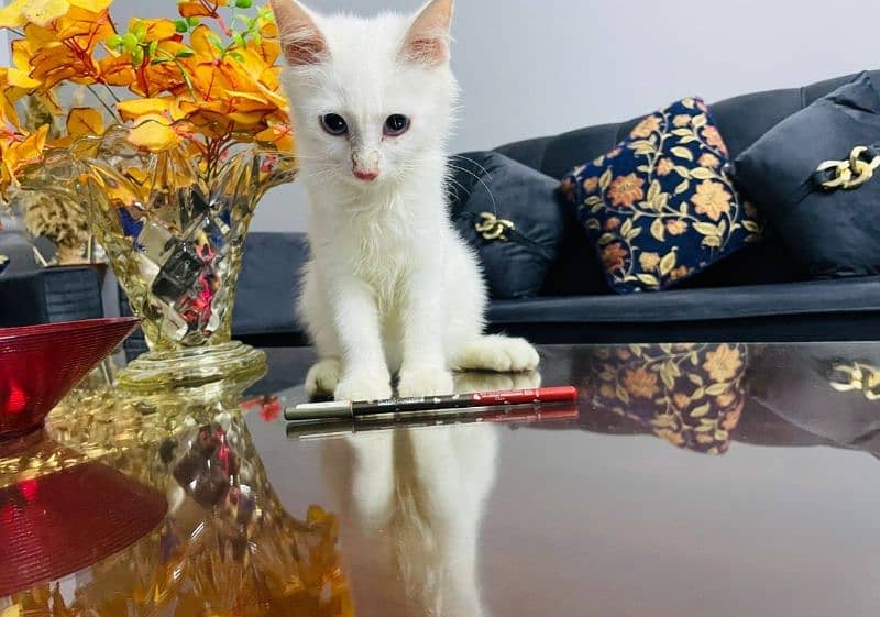 Persian Kitten Doll face 2