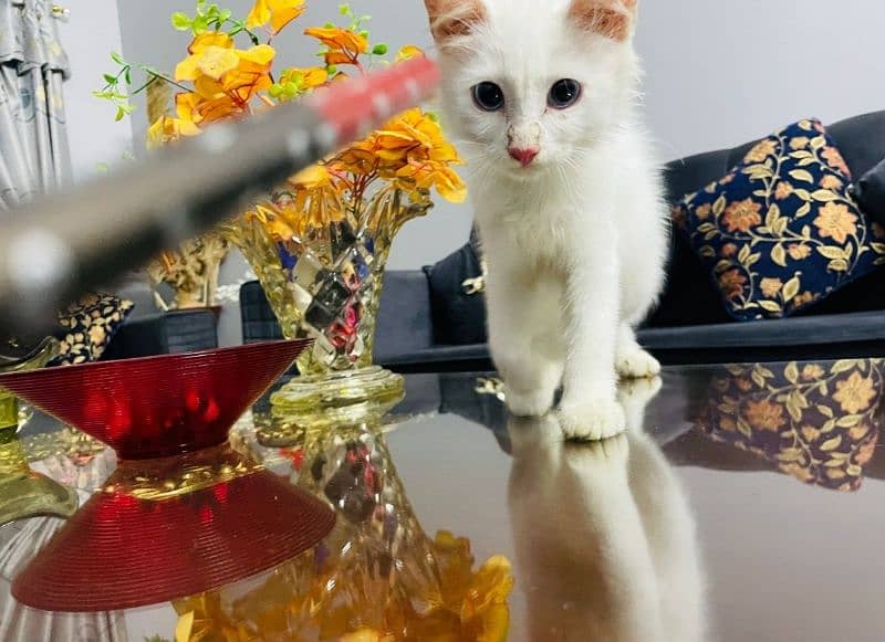 Persian Kitten Doll face 3