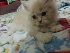 Persian Kitten|Triple Coated|Liter Train|Healthy and Active 0