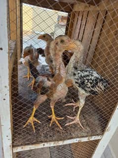 I am selling my aseel java chicks
