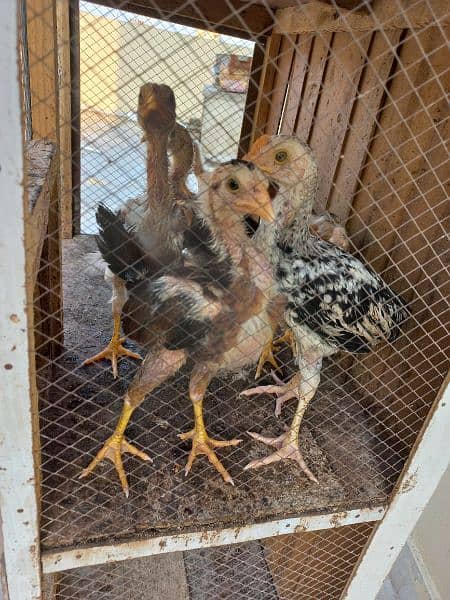I am selling my aseel java chicks 2