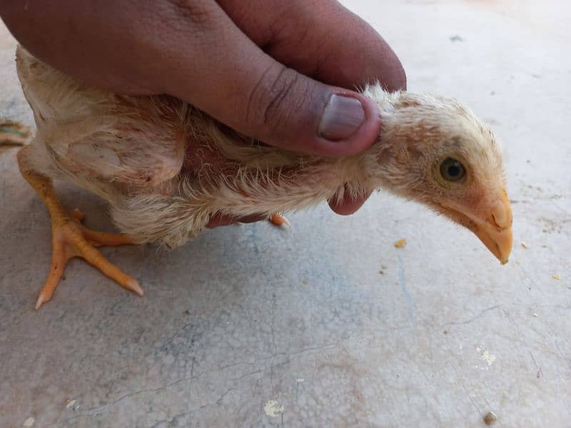 I am selling my aseel java chicks 5