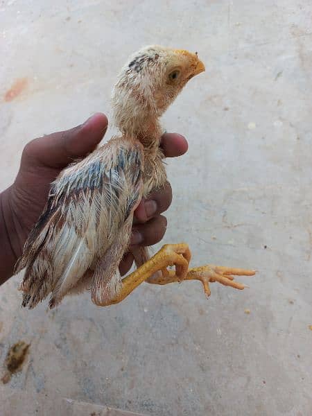 I am selling my aseel java chicks 6